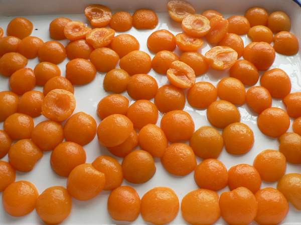 Apricot