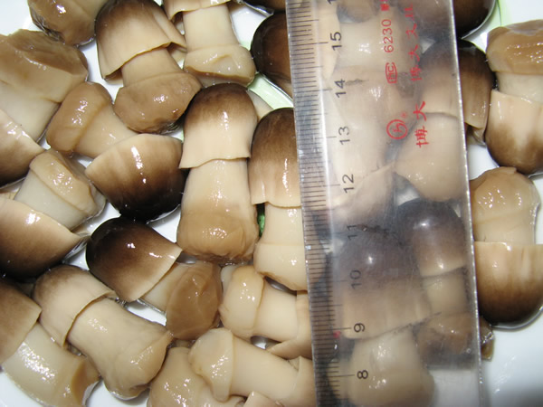 Straw Mushroom